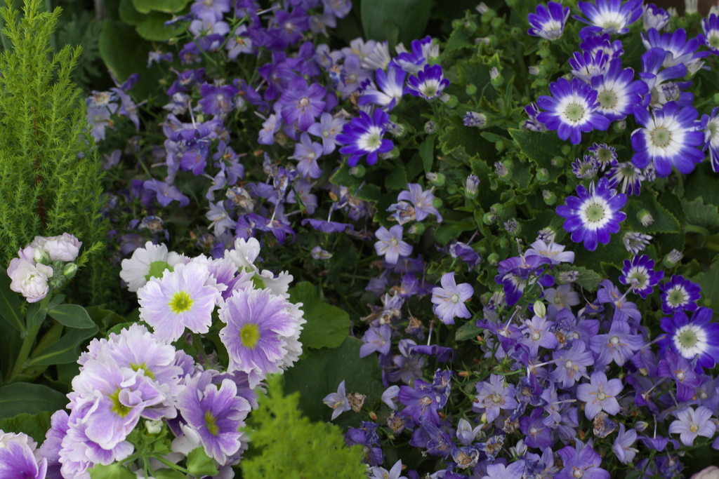 春を呼ぶ花たち