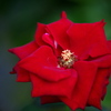 花センターの秋♪5