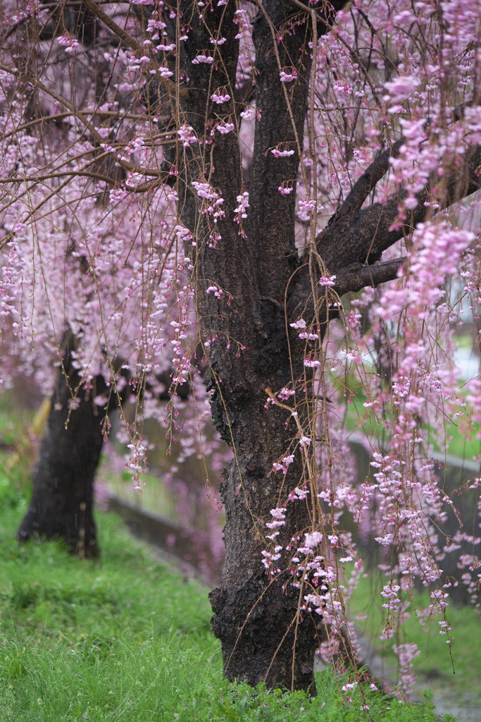 雨の日の桜♪1