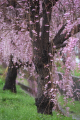 雨の日の桜♪1