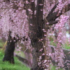 雨の日の桜♪1