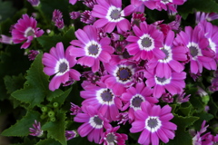 は～るよ来い♪12