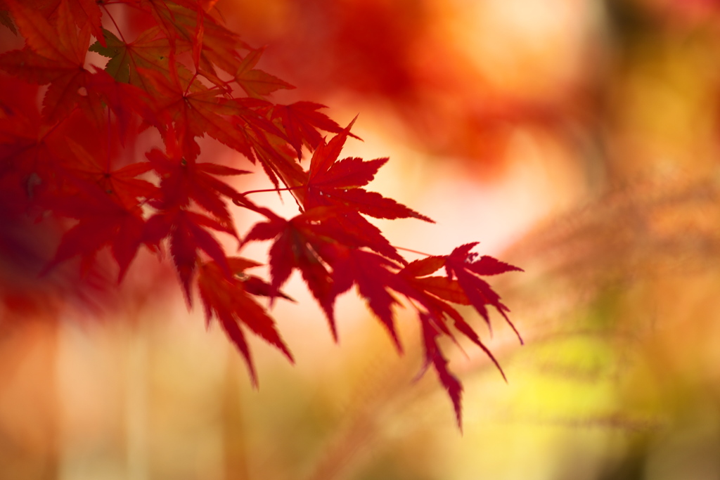 紅葉の頃・富弘美術館Ⅱ5