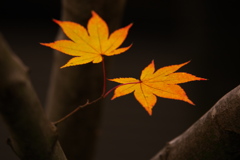 紅葉の頃・太平山♪1