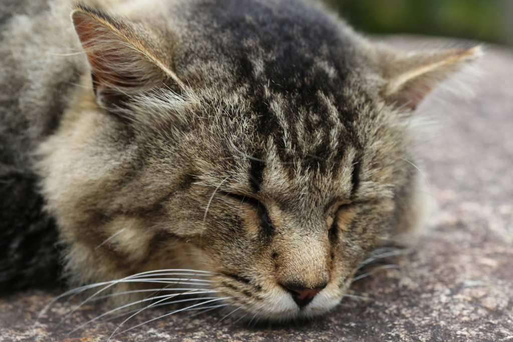 ねむるねこ♪1