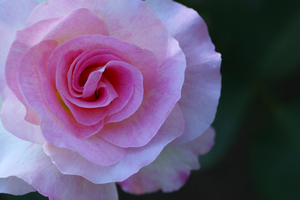 井頭公園の薔薇♪13