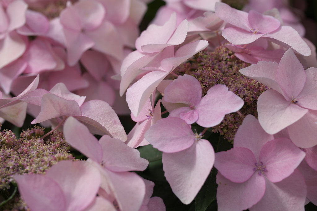 紫陽花色♪5