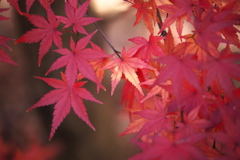 紅葉の頃・みかも山♪5