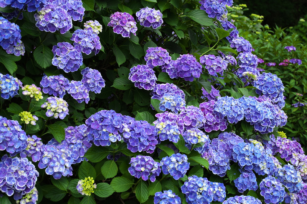 紫陽花の頃♪7