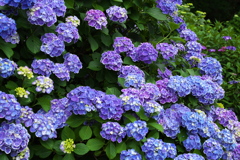 紫陽花の頃♪7