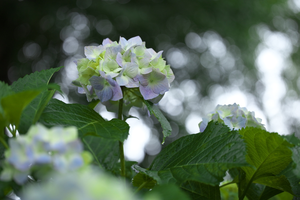 紫陽花・唐沢山神社♪5