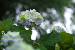 紫陽花・唐沢山神社♪5