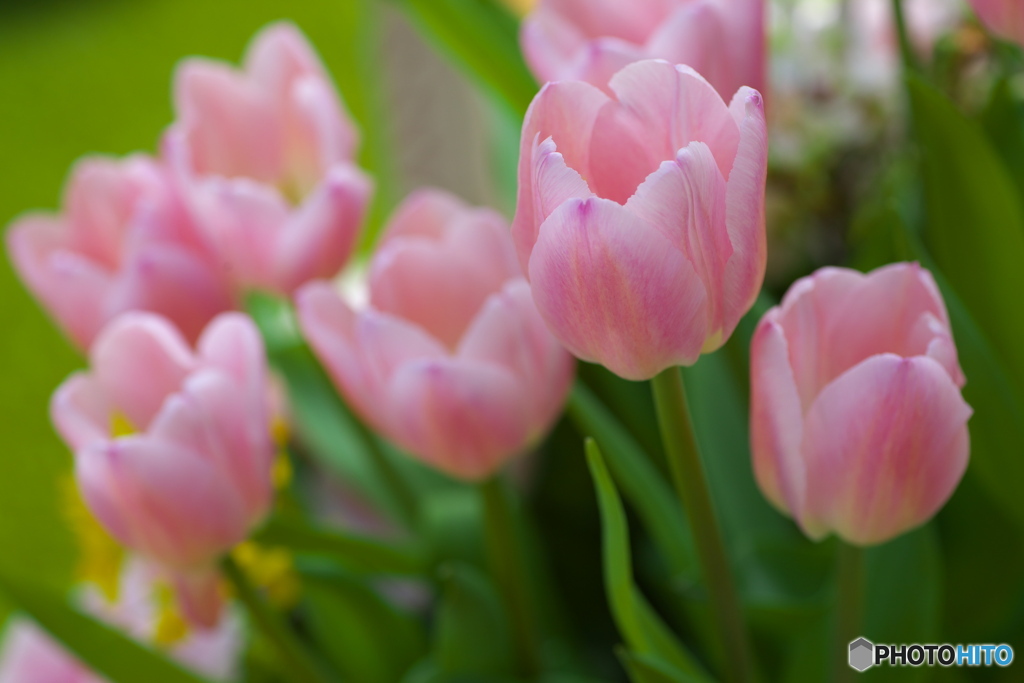 微笑みの花たち♪30