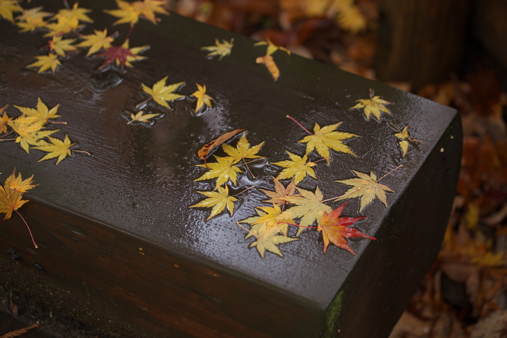 水辺の紅葉♪7