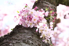 思川桜♪5