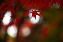 浄光寺の秋♪10