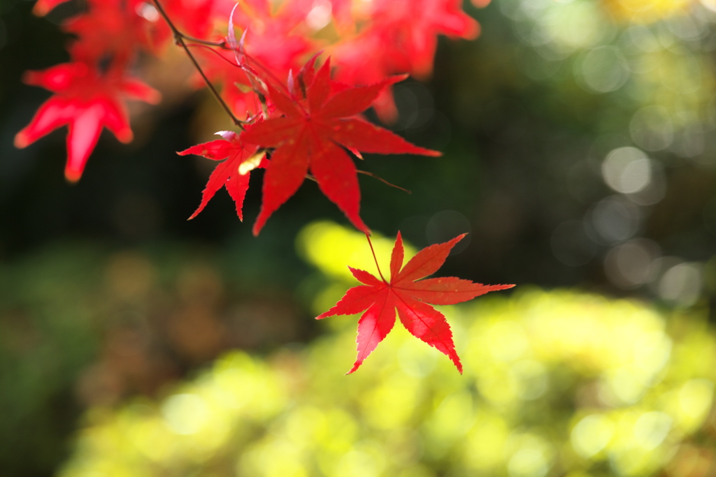 崇禅寺・紅葉の頃♪5
