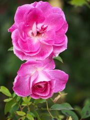 最後の薔薇ー寒風に耐えて♪3