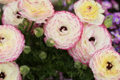 春がいっぱい♪13