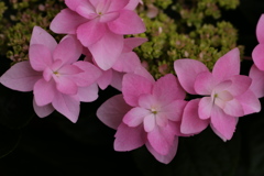紫陽花♪8
