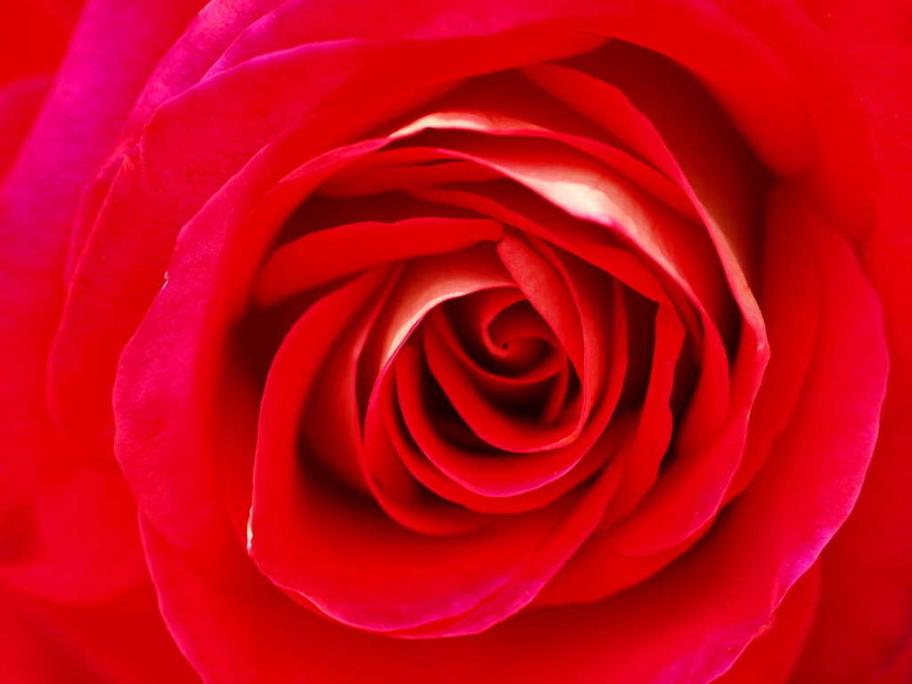 敷島公園の薔薇♪８