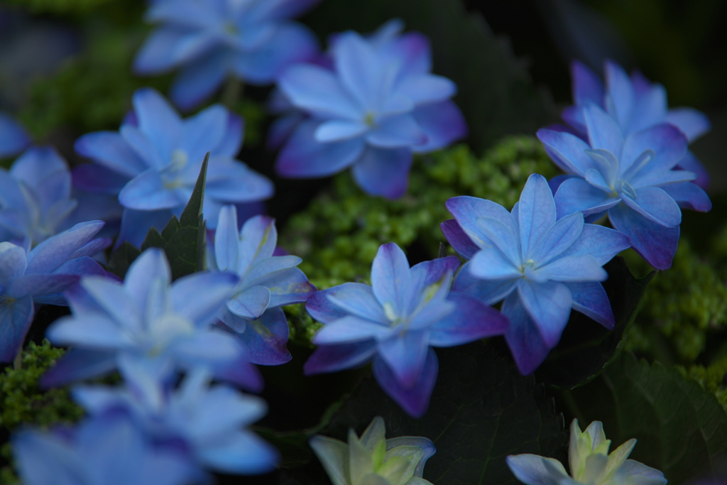 紫陽花の夢♪6