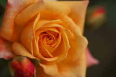 秋の薔薇Ⅲ