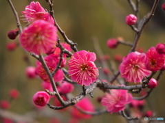 城山公園の梅2