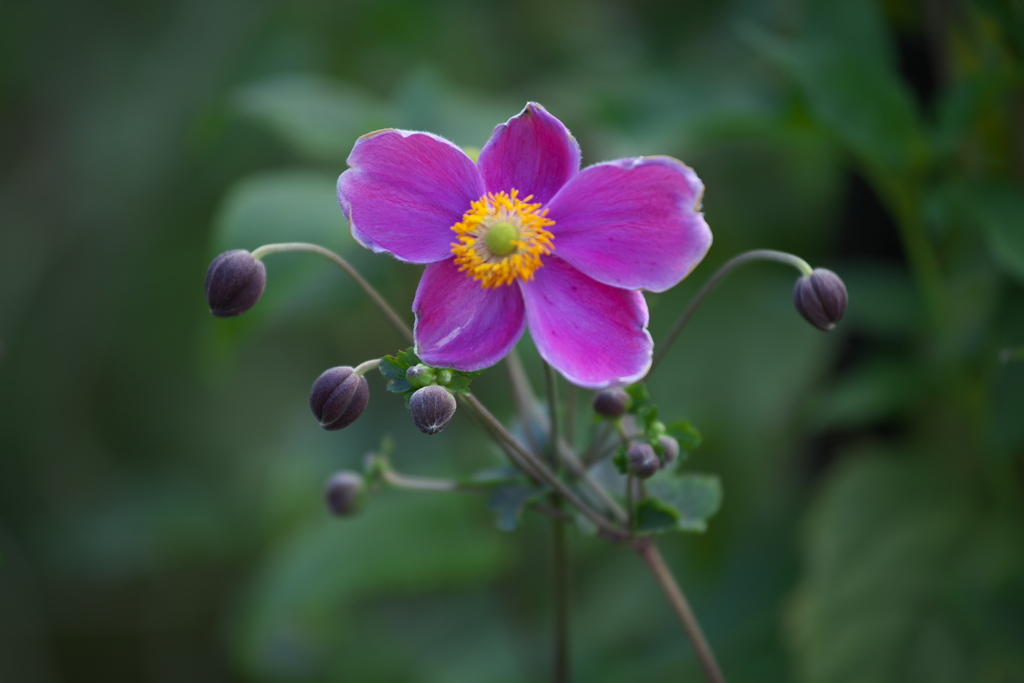 高原のお花畑♪3