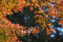紅葉・日光の秋♪1