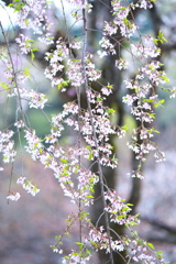 花彩祭♪3