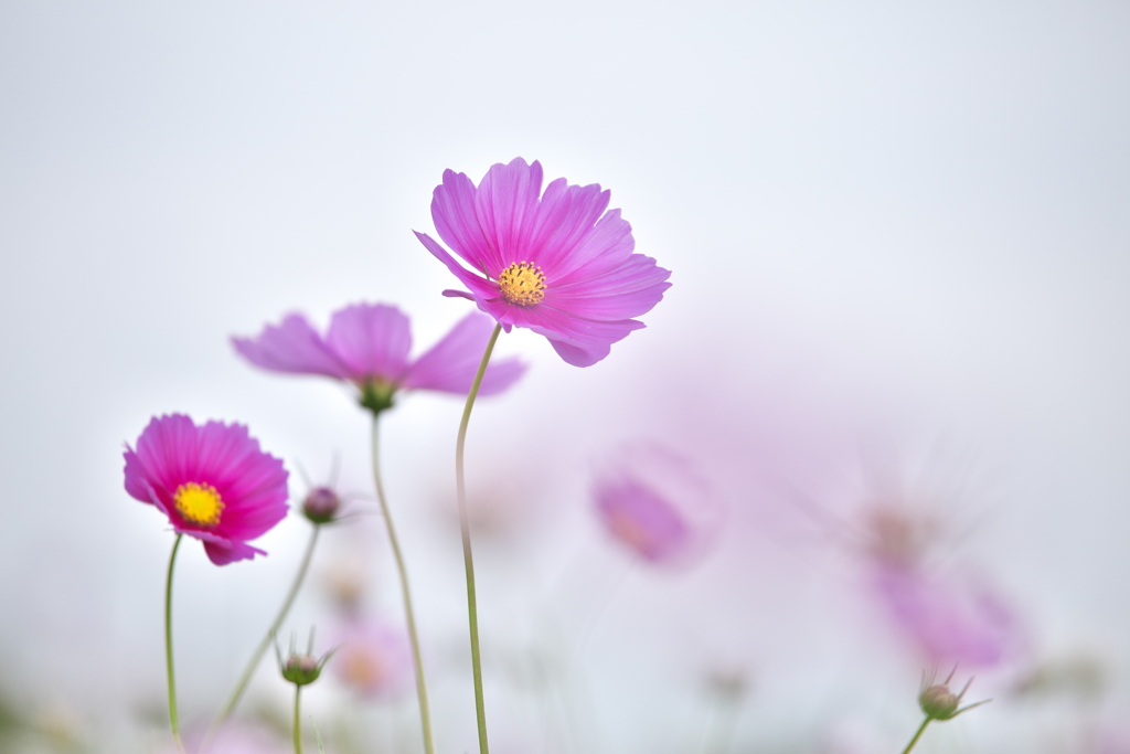 秋桜・鬼怒グリーンパーク♪4