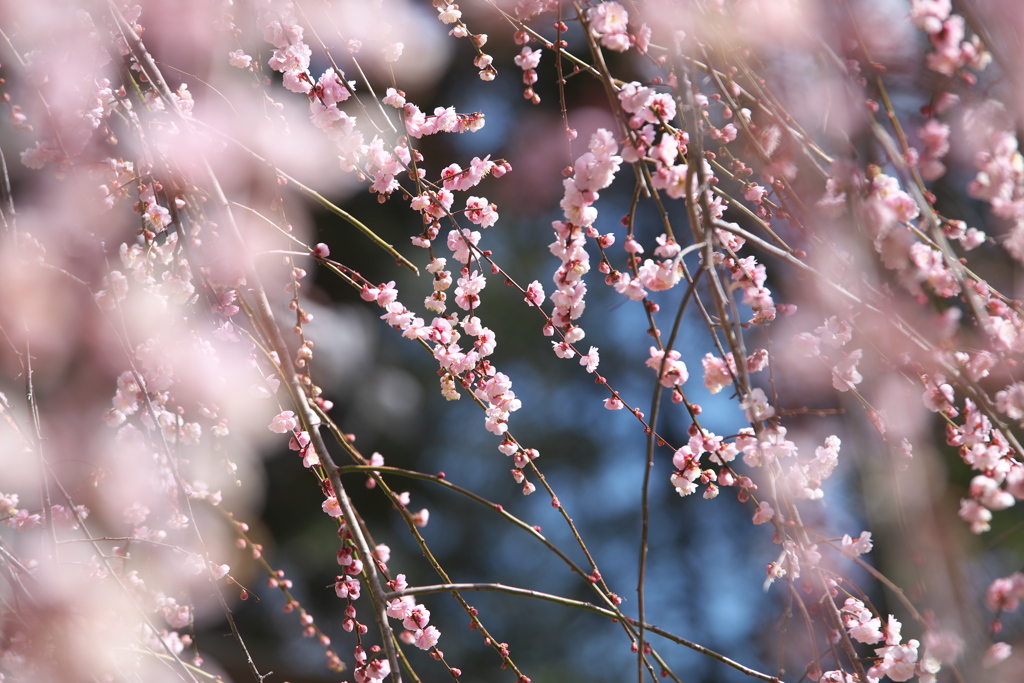 梅の天神様♪1