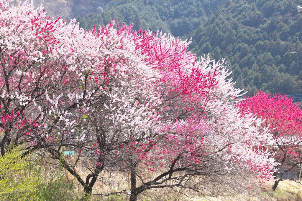 桃の花咲く頃