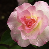 井頭公園の薔薇♪６