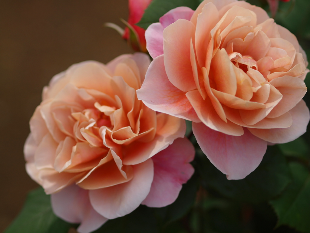 敷島公園の薔薇♪６