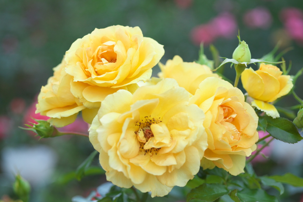 秋の薔薇・あしかがフラワーパーク♪10