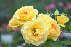 秋の薔薇・あしかがフラワーパーク♪10