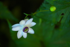 自然園の夏Ⅲ♪7