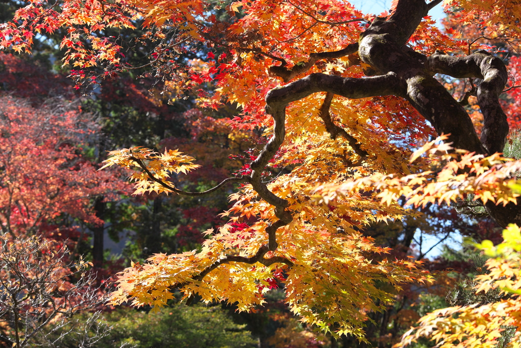 紅葉・逍遥園♪3
