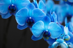 洋ラン美術館♪5