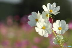 秋桜