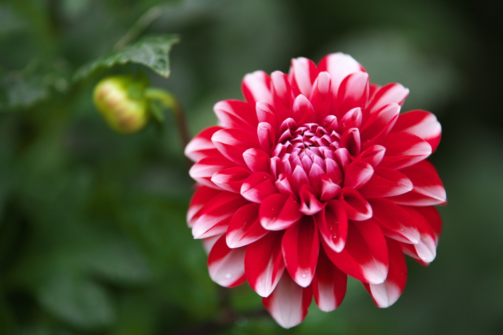 思い出のダリア♪5