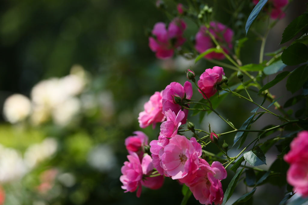 井頭公園の薔薇♪16