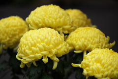 紅葉の頃・太平山♪5