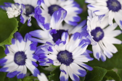 新春の華♪6