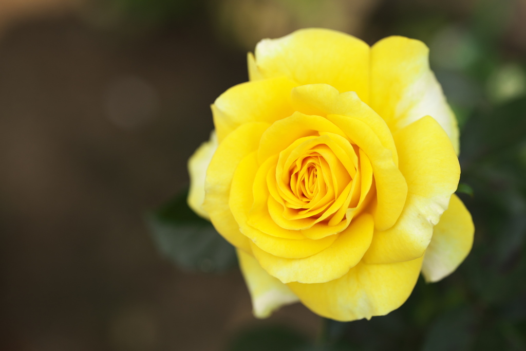 微笑みの薔薇♪3