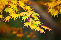 紅葉・金剛山瑞峯寺♪2