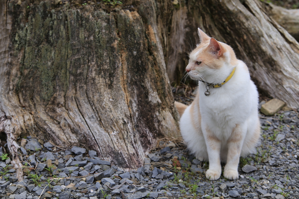 お寺の猫ちゃん？