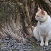 お寺の猫ちゃん？